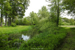 Bornsebeek